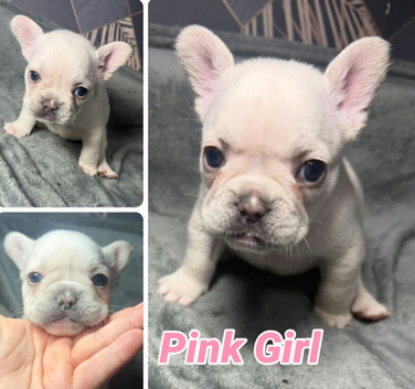 French bulldog