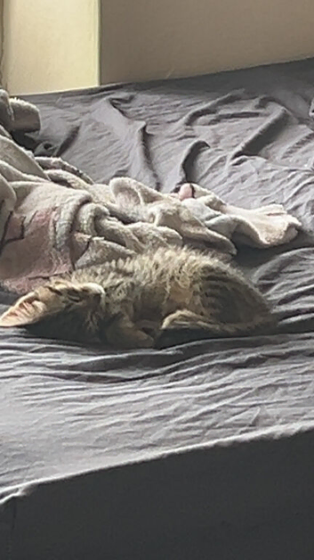Lovely female kitten for sale