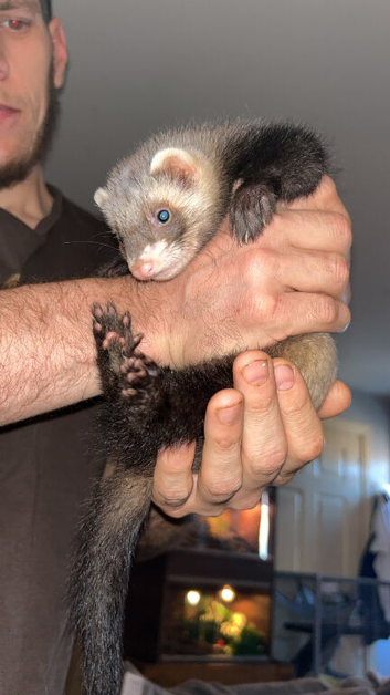 2 male ferrets