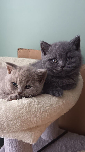 *Beautiful BSH Litter GCCF Reg*Parents DNA Tested *