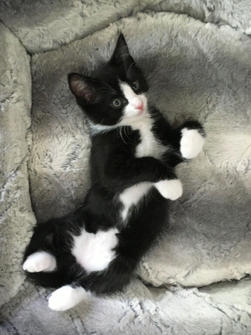Ragdoll x kittens