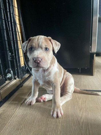 Mastiff x Chunky Rare colours
