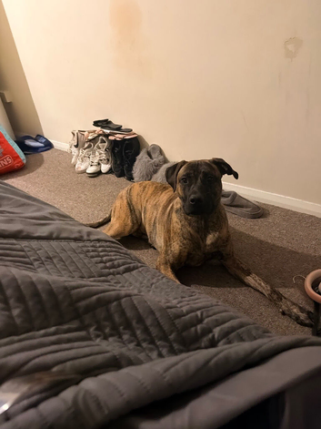 Rehoming my 1 year old male Presa cross staff
