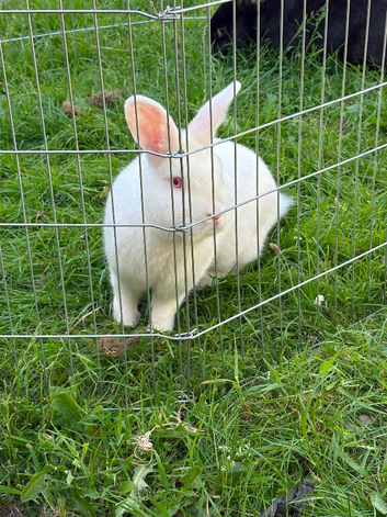 Male rabbit looking for a forever home
