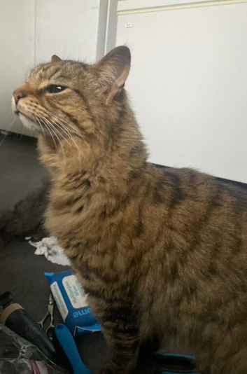 Large Breed American Domestic cats