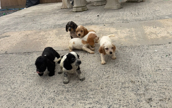 Cocker spaniel puppies