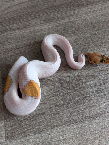 Clown pied