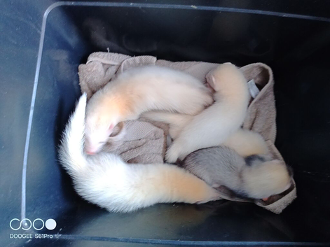 Albino ferrets