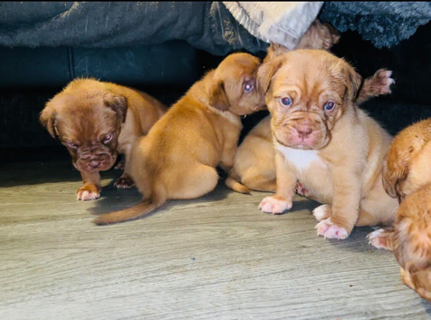 Beautiful dogue de Bordeaux&rsquo;s puppy&rsquo;s