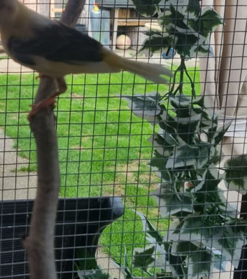 Aviary  close  down