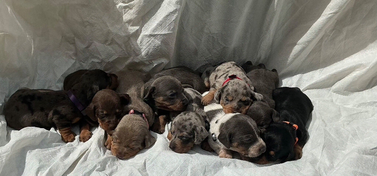 Miniature Dachshunds puppies