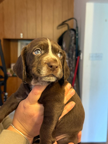 Beautiful sprointer pups