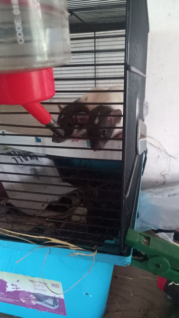 3 Male adorable rats 2 Dumbo 1 regular.