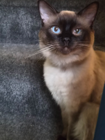 Beautiful ragdoll male