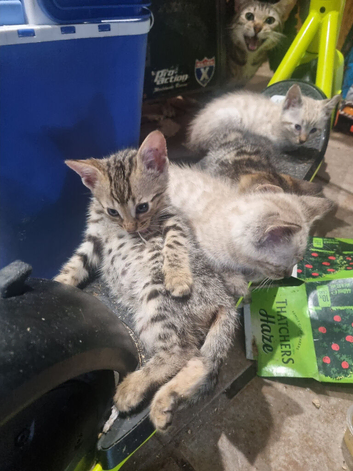 Bengal kittens