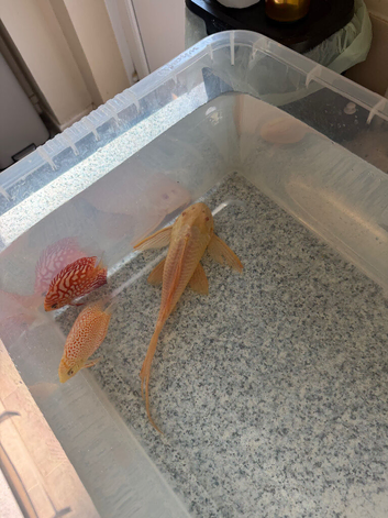 XL albino sailfin gibbicep pleco