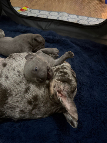 French bulldog puppies