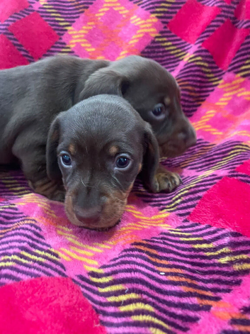 Two beautiful chocolate boys left PRA CLEAR