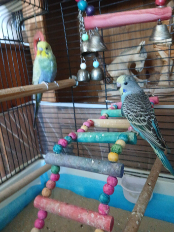 Budgies for sale