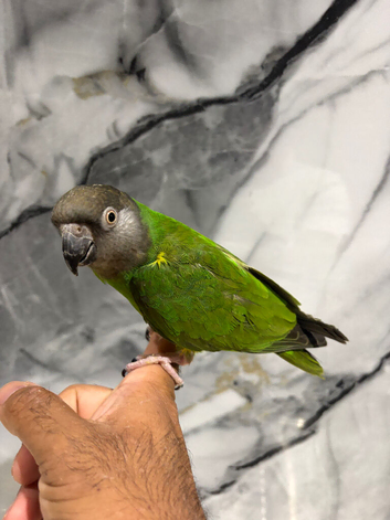 Stunning Super Tame Cuddly Friendly Senegal Parrot