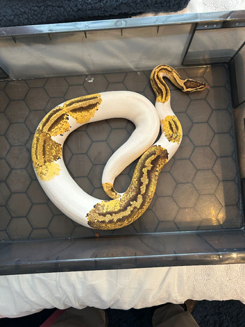 Royale pythons