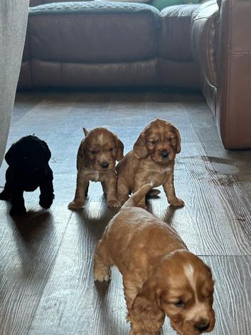 Show/worker cocker spaniel puppies