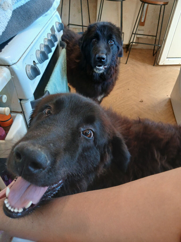 Raven x Bucovina livestock guardian dog