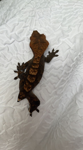 Female crested gecko + terrarium