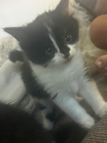 Kittens for sale