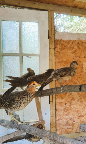 Golden Pheasant Pairs & Single Males - June 2026 Hatch | Red Golden Pheasants