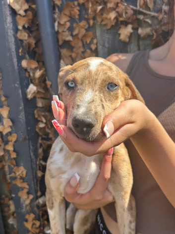 Lurcher puppies for sale