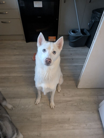 Siberian husky