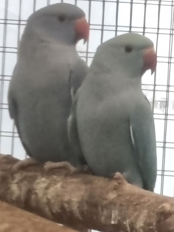 This years baby ringnecks