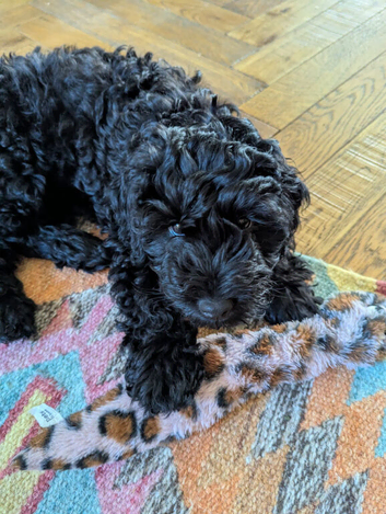 Cavapoo puppy