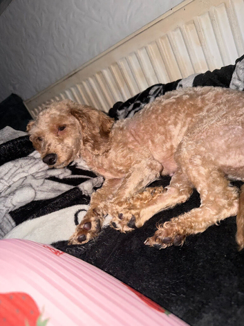 Cavapoo adult female