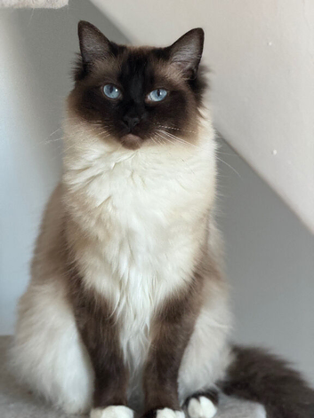 Stunning seal point mitted ragdoll