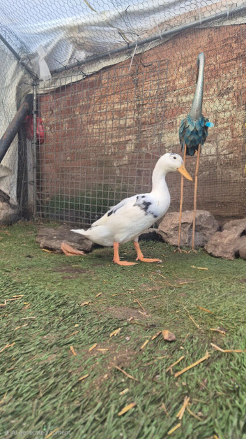 Beautiful white duck 2-3 months old