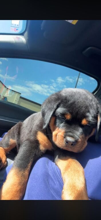Two pups for sale diffrent places