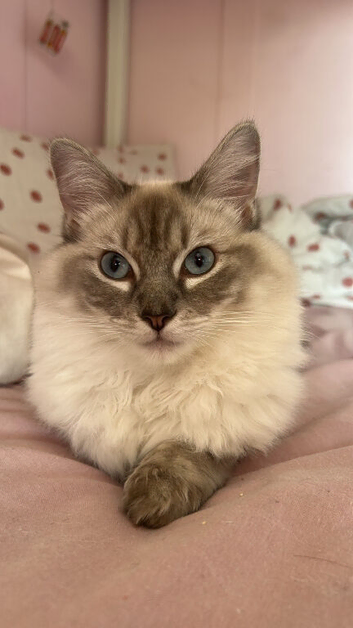 Lady the ragdoll