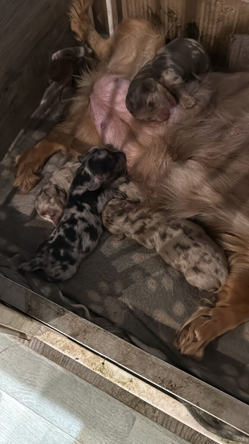 Dash hound puppies
