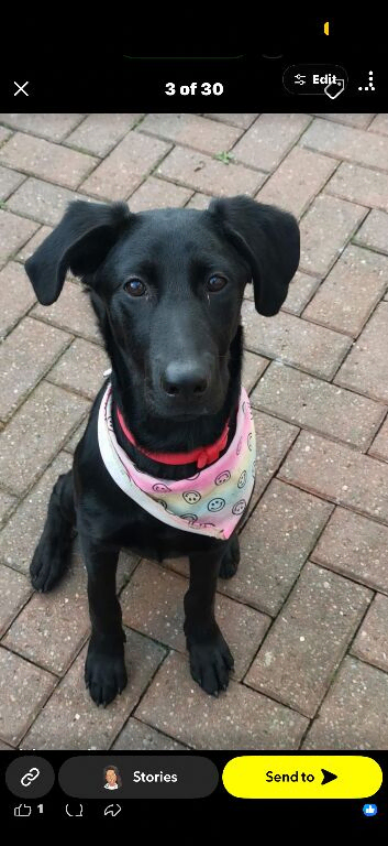 Female black lab cross