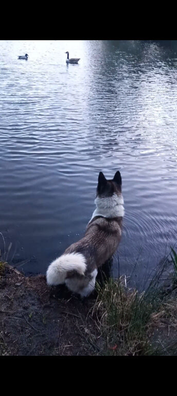 American akita proven stud