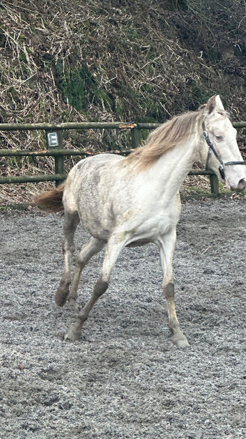 Andalucian mare