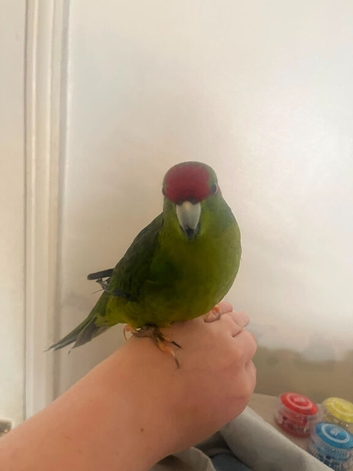 Very tame kakariki