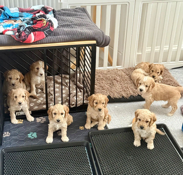 Exceptional F2  Cockapoo Puppies