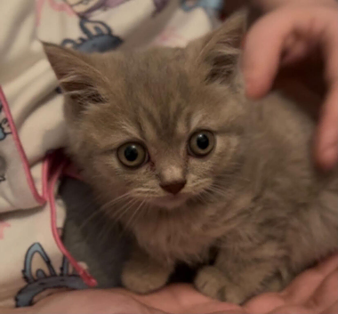 Stunning lilac/cinnamon British short haired kitten
