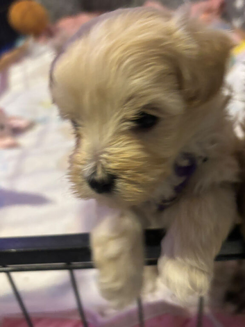 F1 Adorable Maltipoo puppies