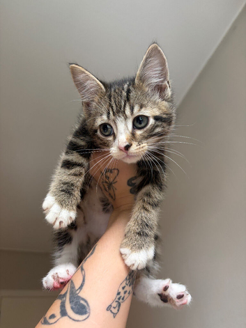 6 kittens