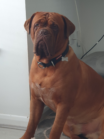 Dougie for stud