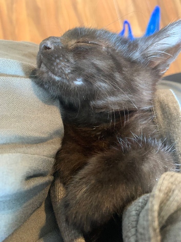 Kitten for sale